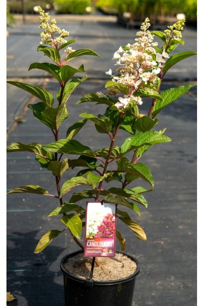 Гортензия метельчатая Канделайт цветущий саженец